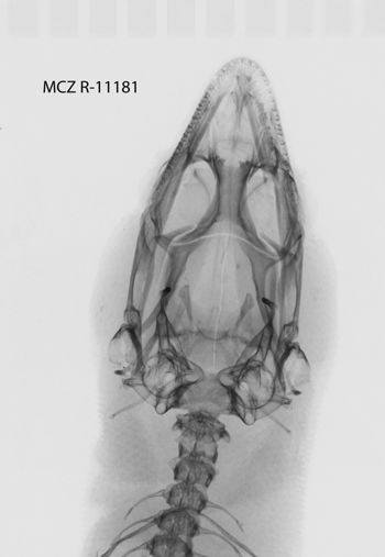 Media type: image;   Herpetology R-11181